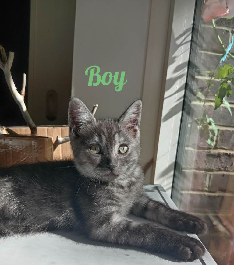 Stunning Ragdoll x British short hair boy kitten left 