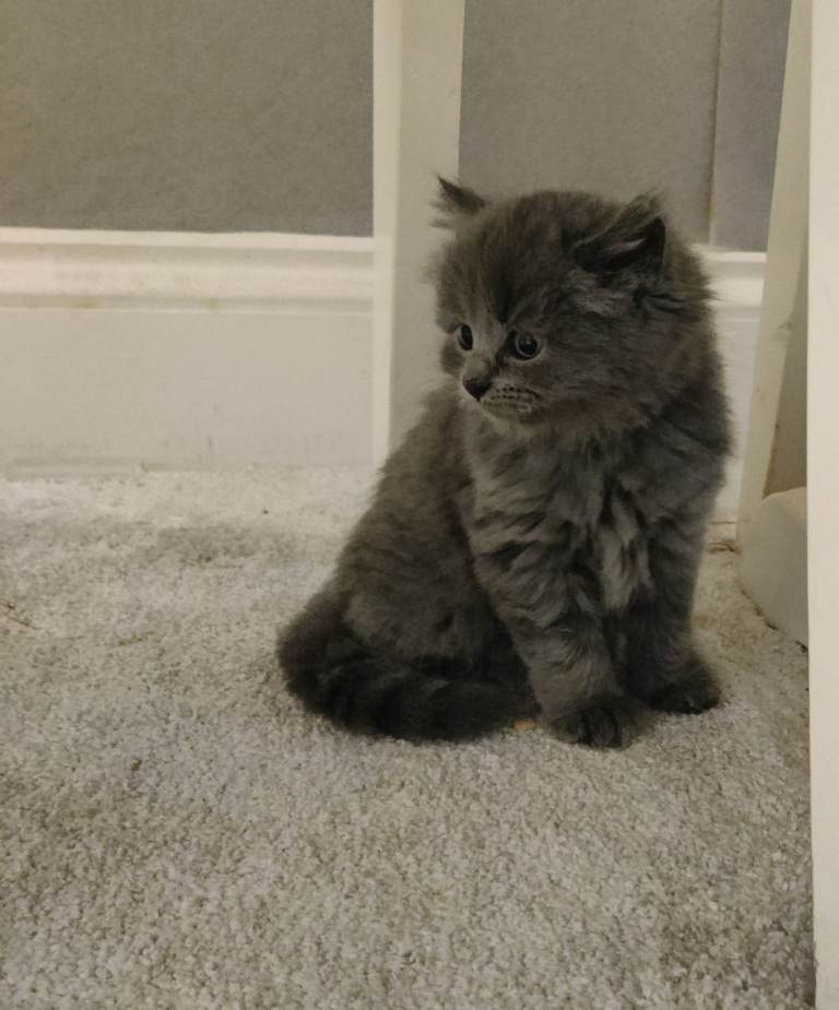 ABSOLUTELY STUNNING RUSSIAN BLUE KITTEN 8 WEEKS OLD *LAST GIRL LEFT NOW**