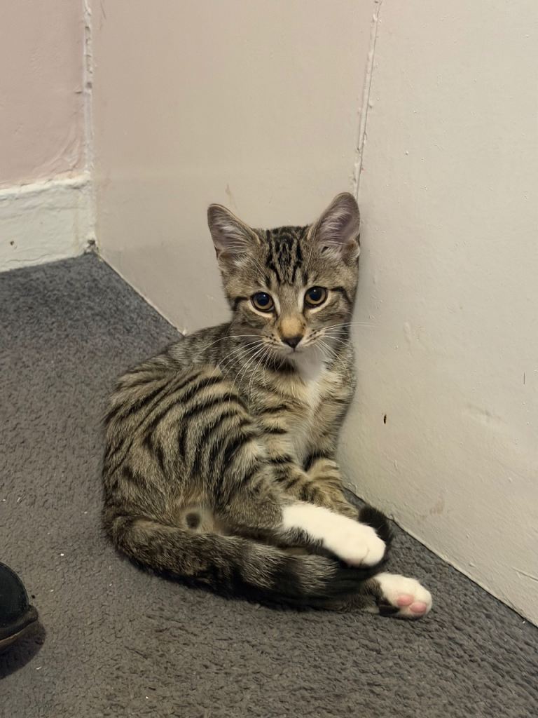 Kitten for £150
