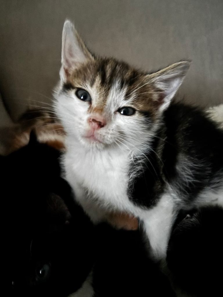4 kittens available on 15th October 