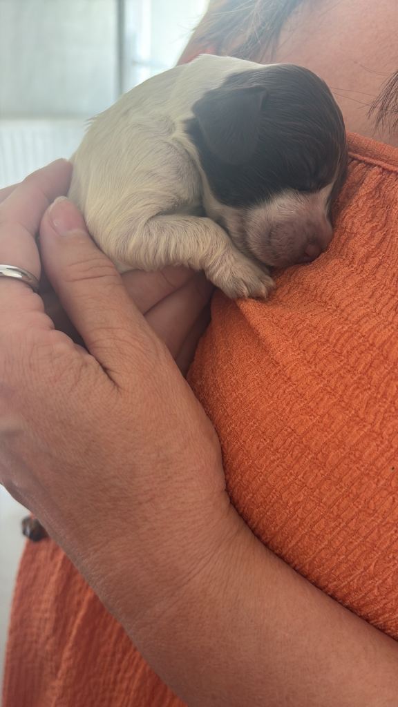 Cocker spaniel puppies 