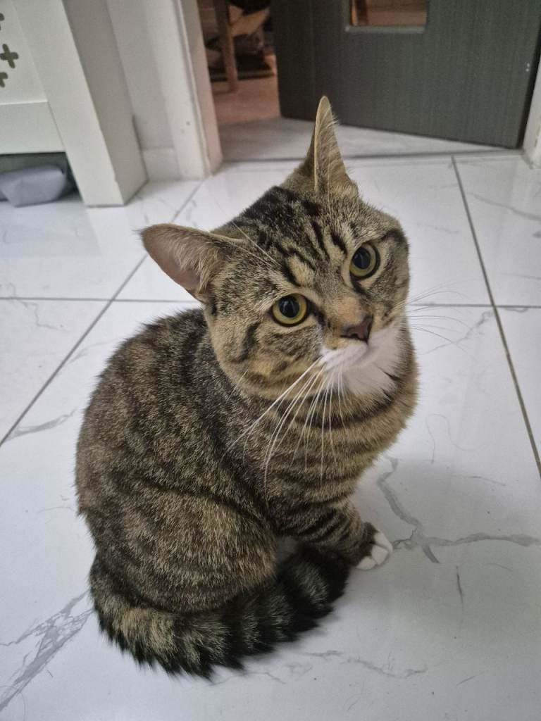 British short hair and tabby mix breed male cat