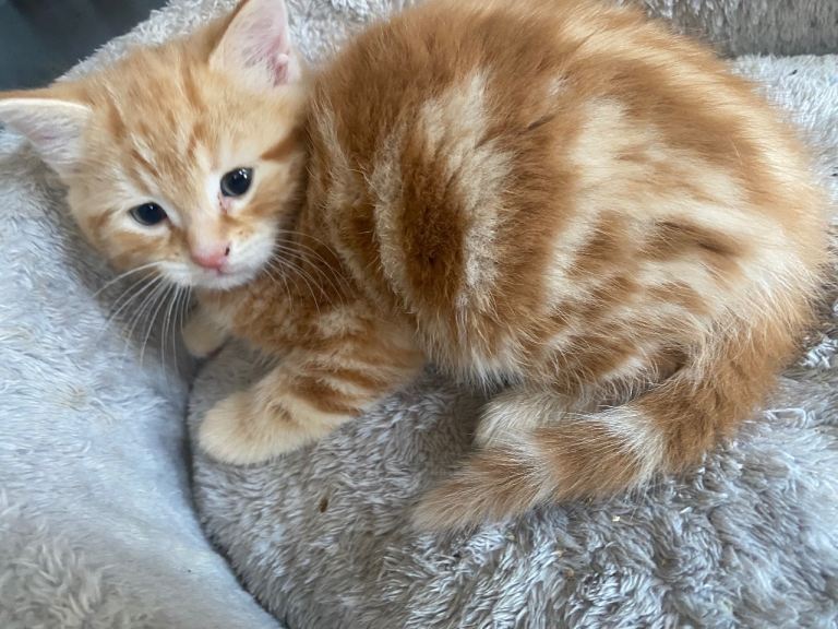 Mixed breed 8 week old tortie & british short hair