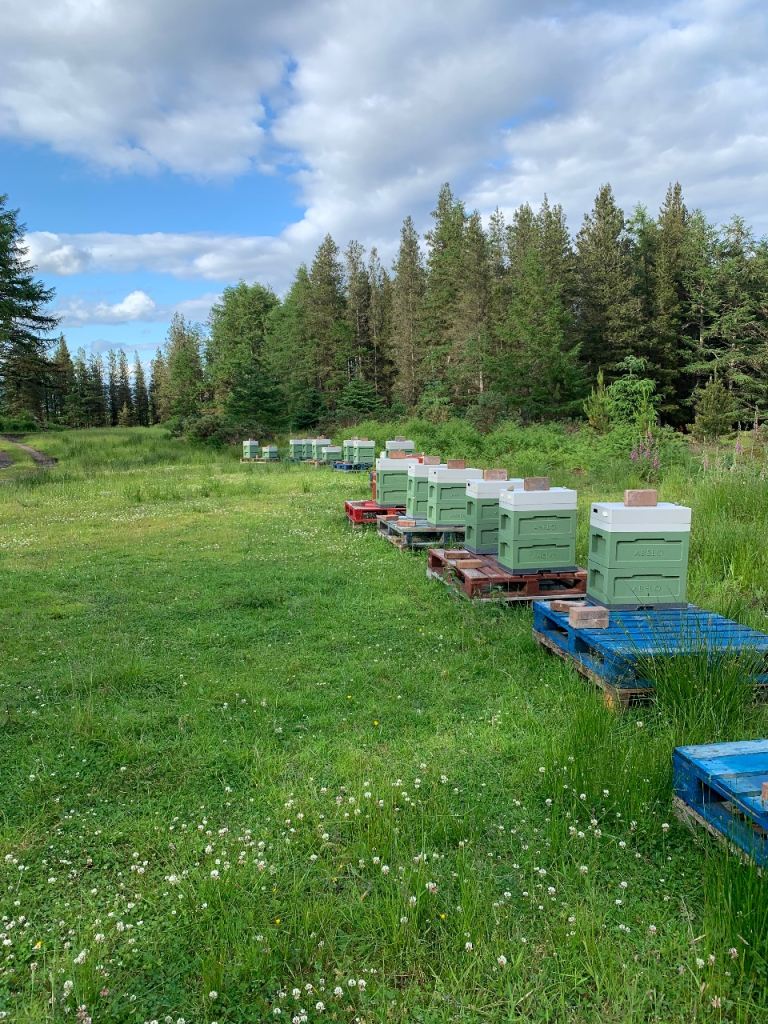 Bees 5 frame nucs