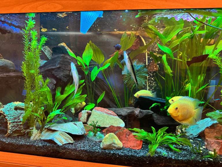 Golden Severum Cichlids 