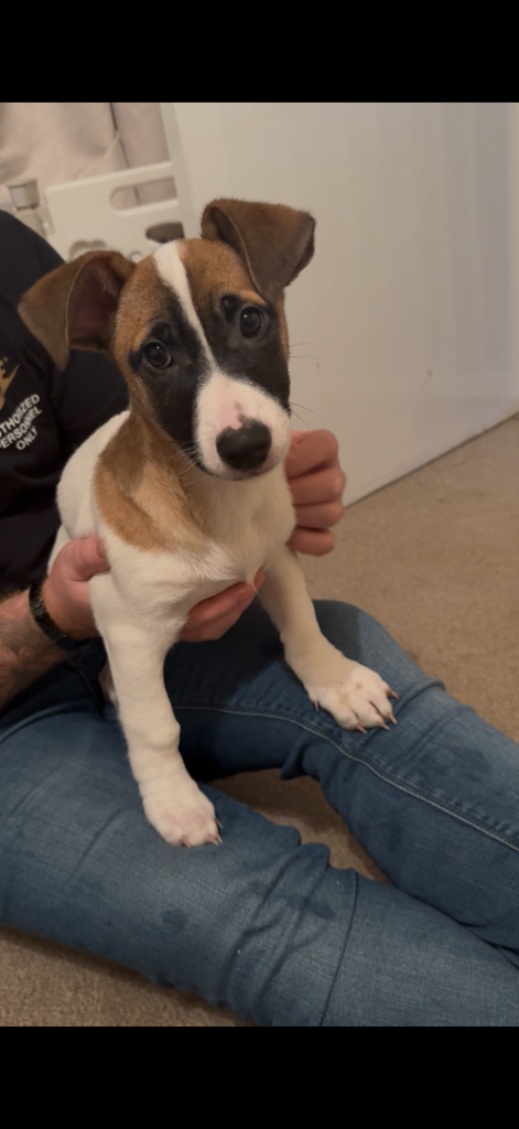 German Shepherd x Staffy x Jack Russell puppies