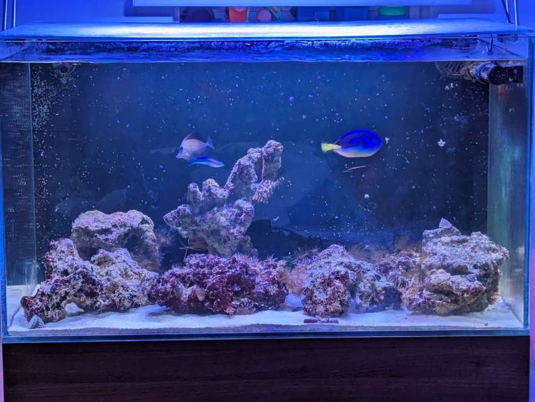Marine Fish Tank with over flow stand & sump