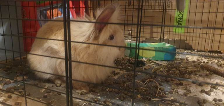 2 little fluffy lionhead 