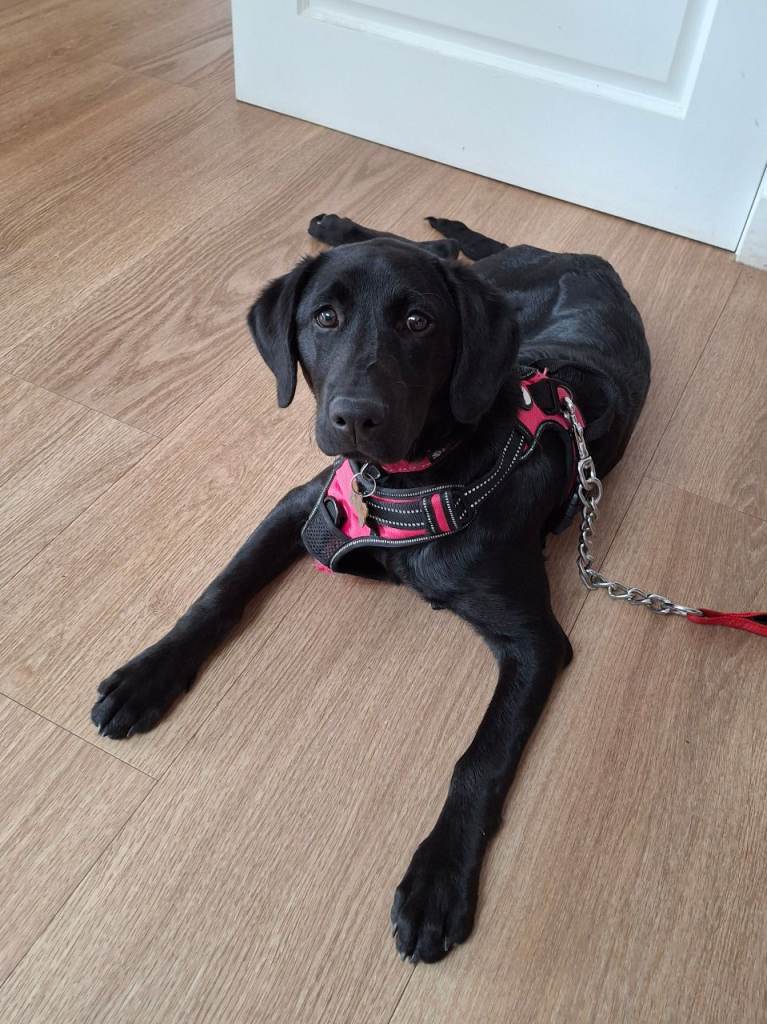 Beautiful young black Labrador looking for a new home