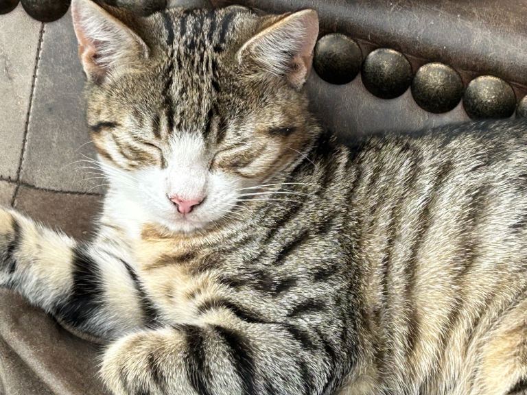 Kittens for sale