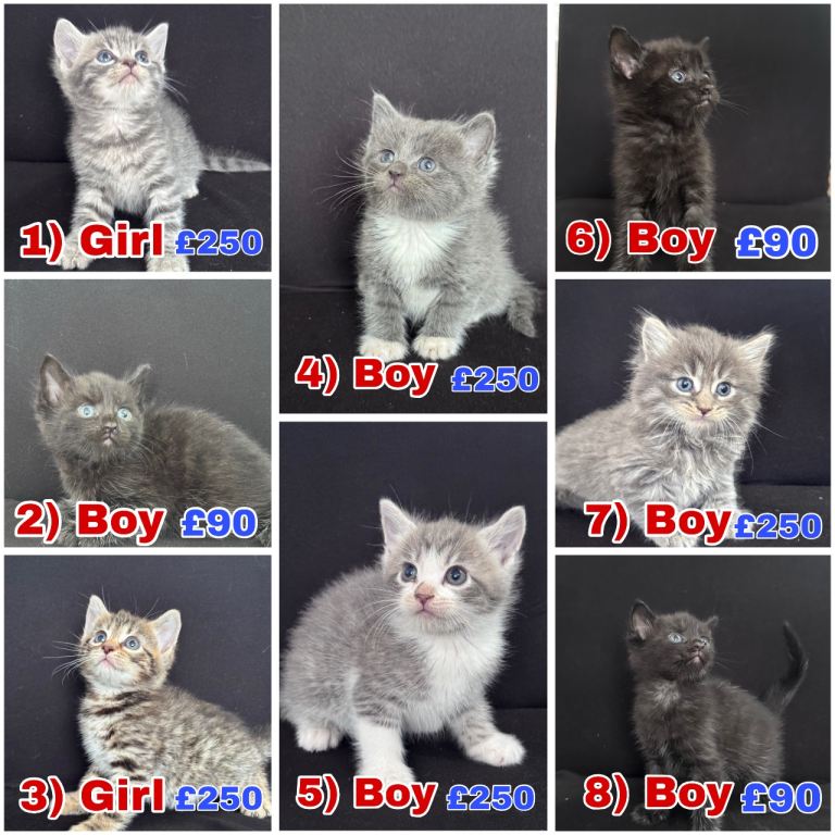 Stunning kittens 