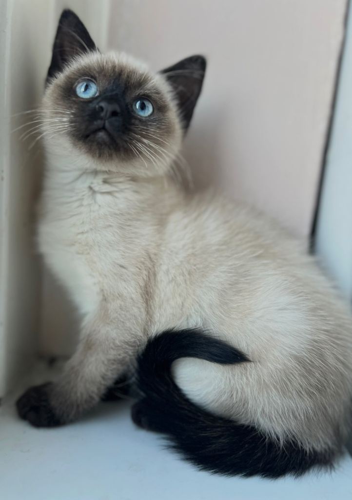  Beautiful girl kitten