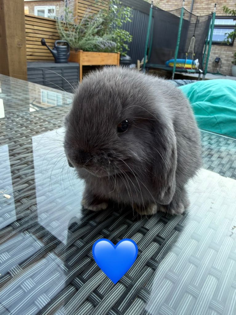 Pure breed Mini lop rabbits 