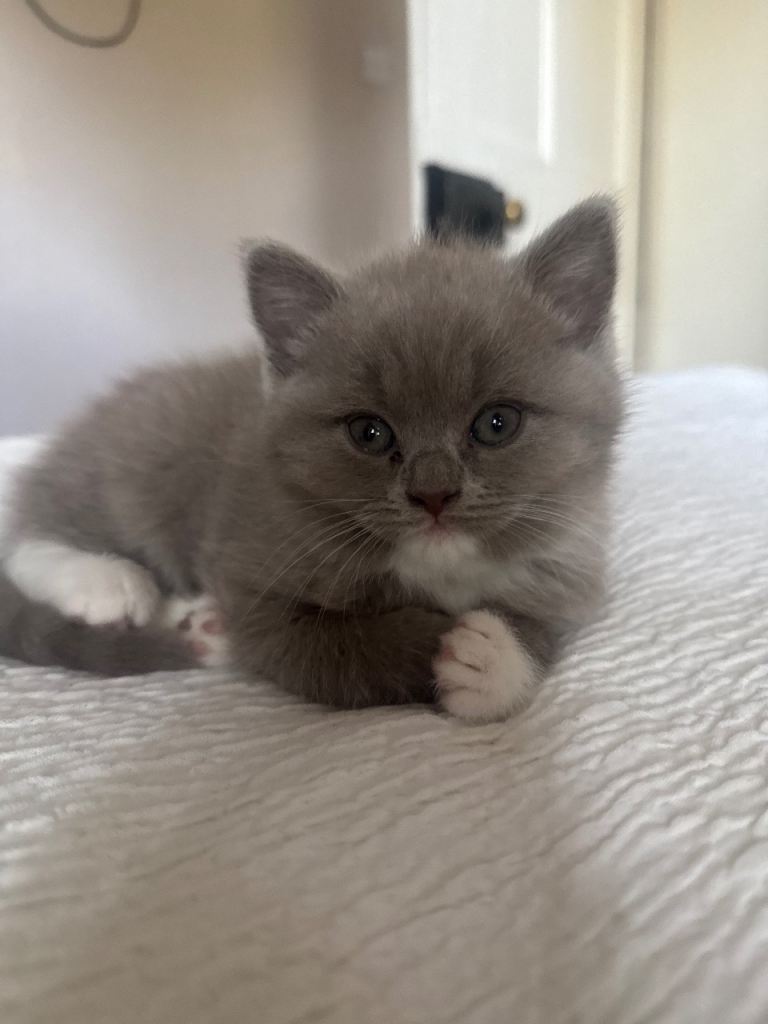 Kittens 