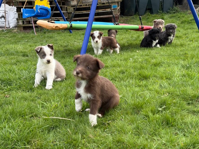 Collie x