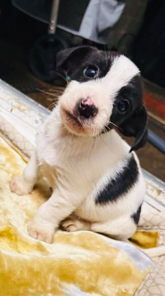 Jack Russell puppies 