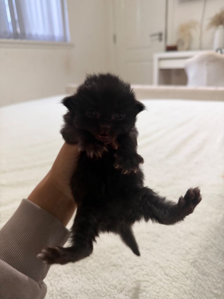 1 male kitten left, ready to leave in 3 weeks