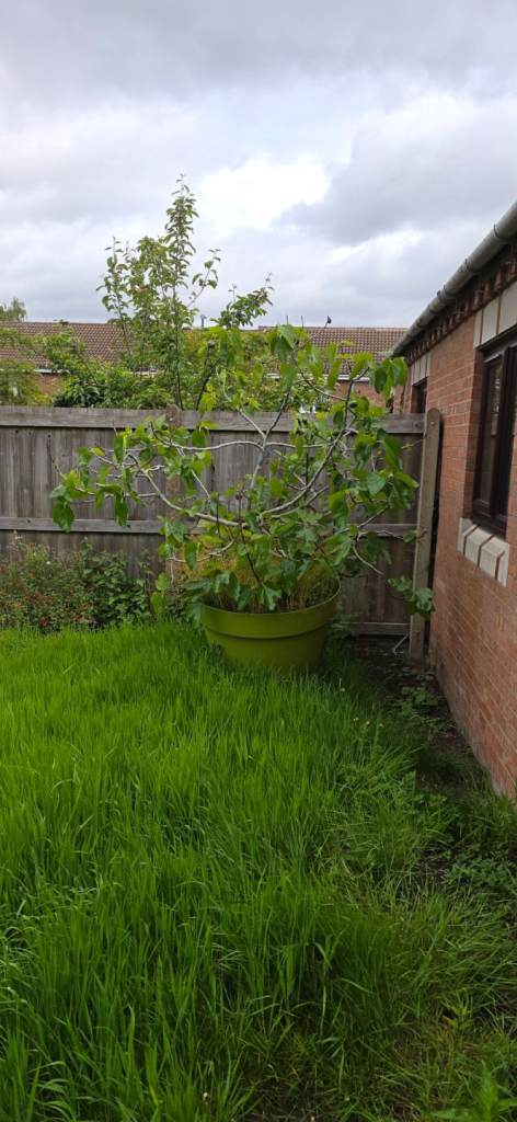 Garden tree in large plant pot. 