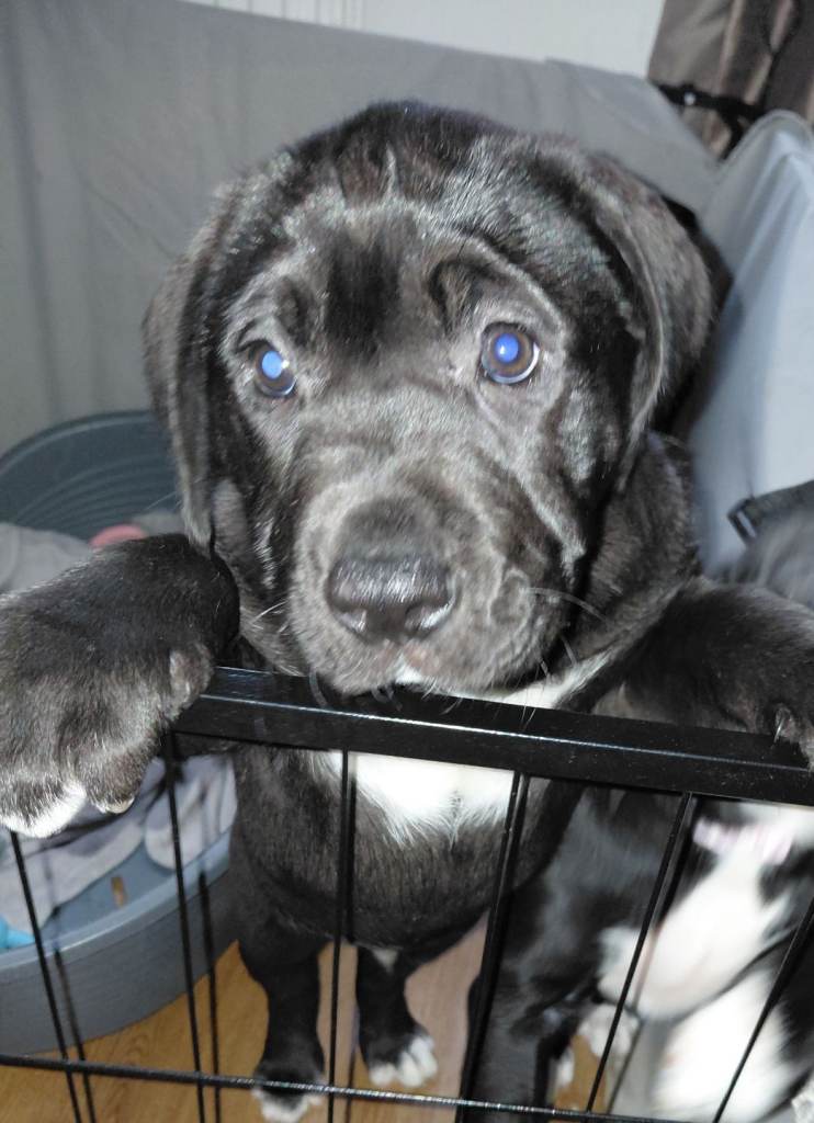 Presa canario X alpha blue blood bulldog 