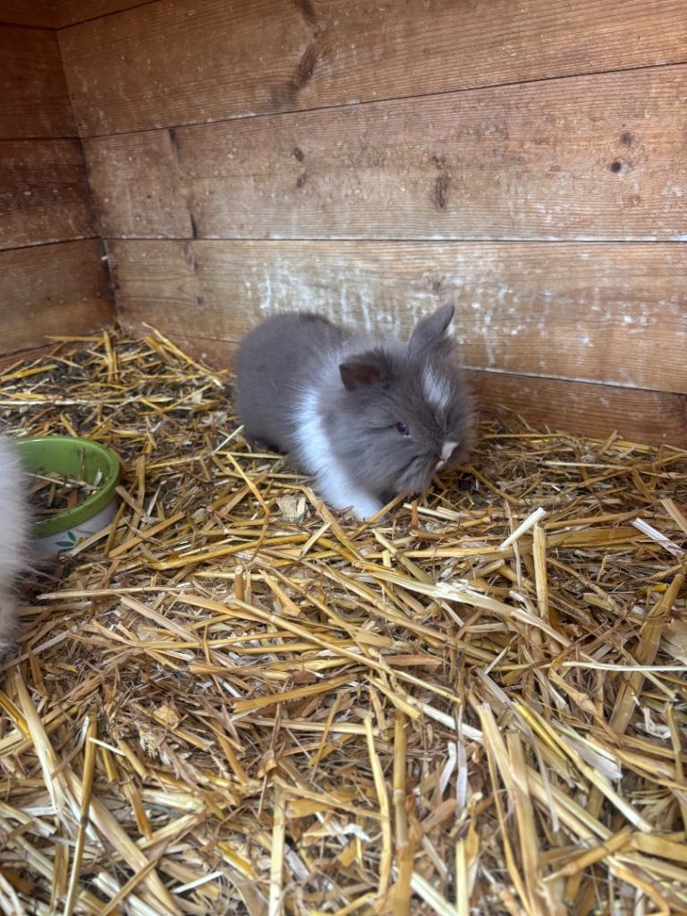 lionhead baby rabbits
