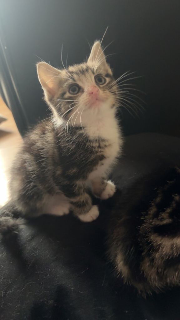kittens - Domestic Short Hairs 