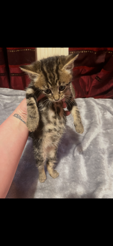 1 male tabby kitten