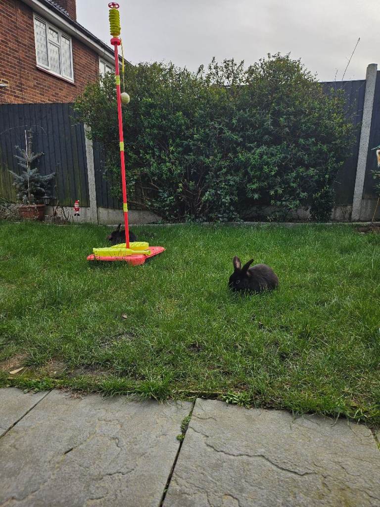 Grown up rabbits dad & son