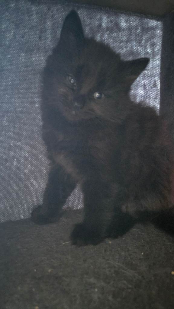 Maine coon cross ready next week