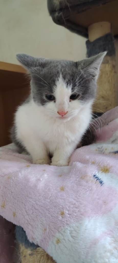 Beautiful litter of kittens