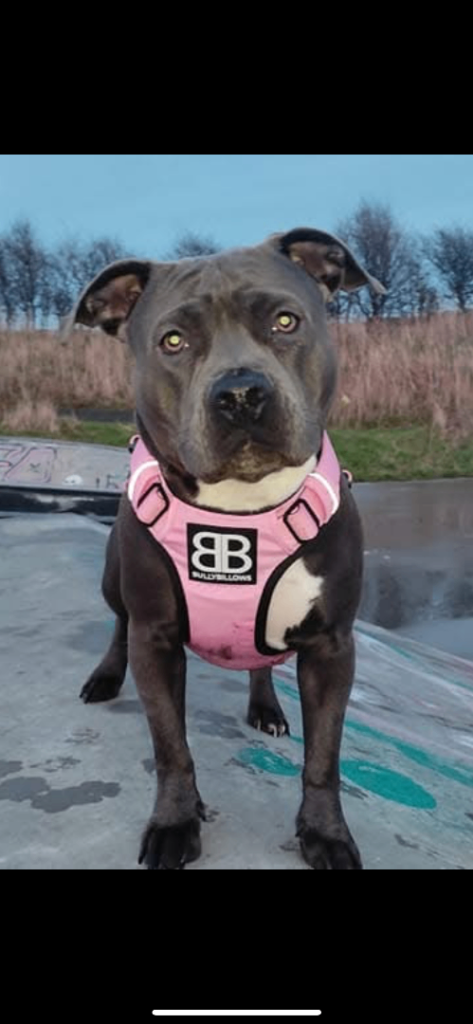 Staffordshire bull terrier 