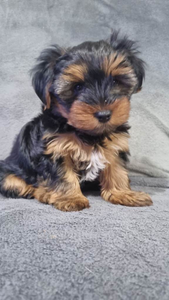 Yorkshire terrier puppy 