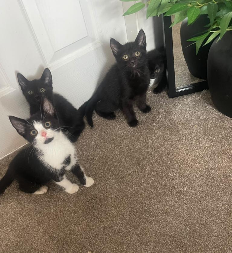 Adorable kittens 🖤