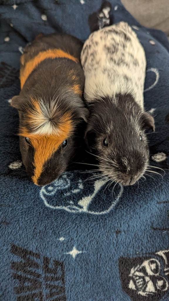 2 Guinea Pigs plus cage