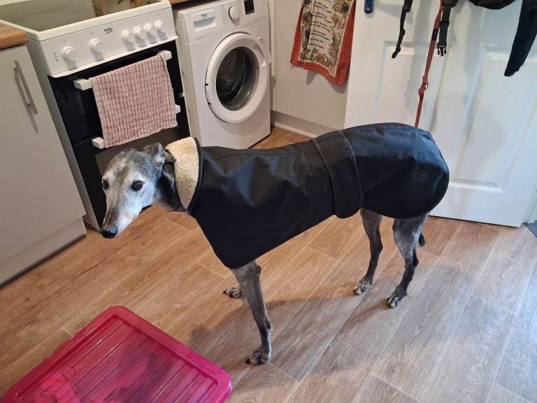 Large dog coat 
