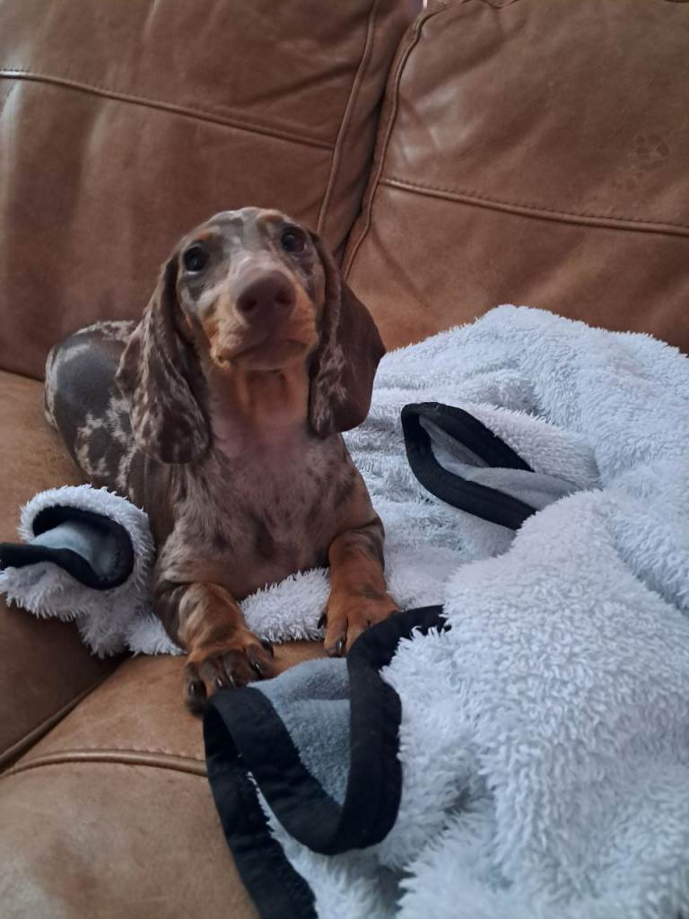 Male 14 week old chocolate dapple dachshund 