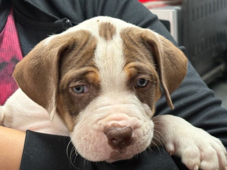 Beautiful litter of Presa canario x American bulldog