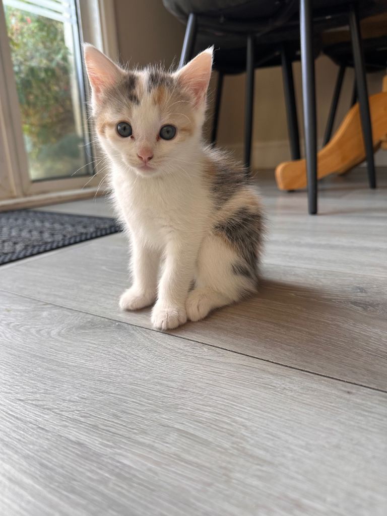 All reserved 1 Cute mix kitten left 