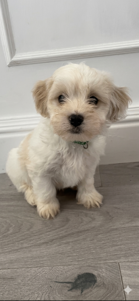 Beautiful Cavapoo puppies ***last boy **^