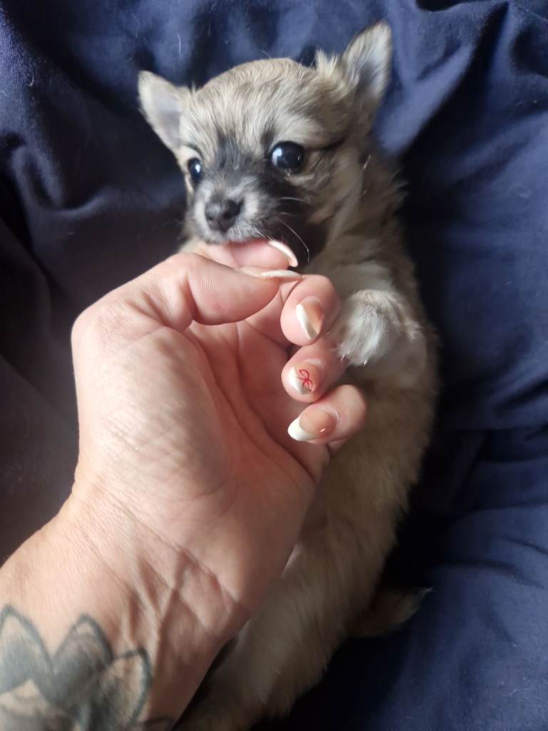 Female chihuahua puppy