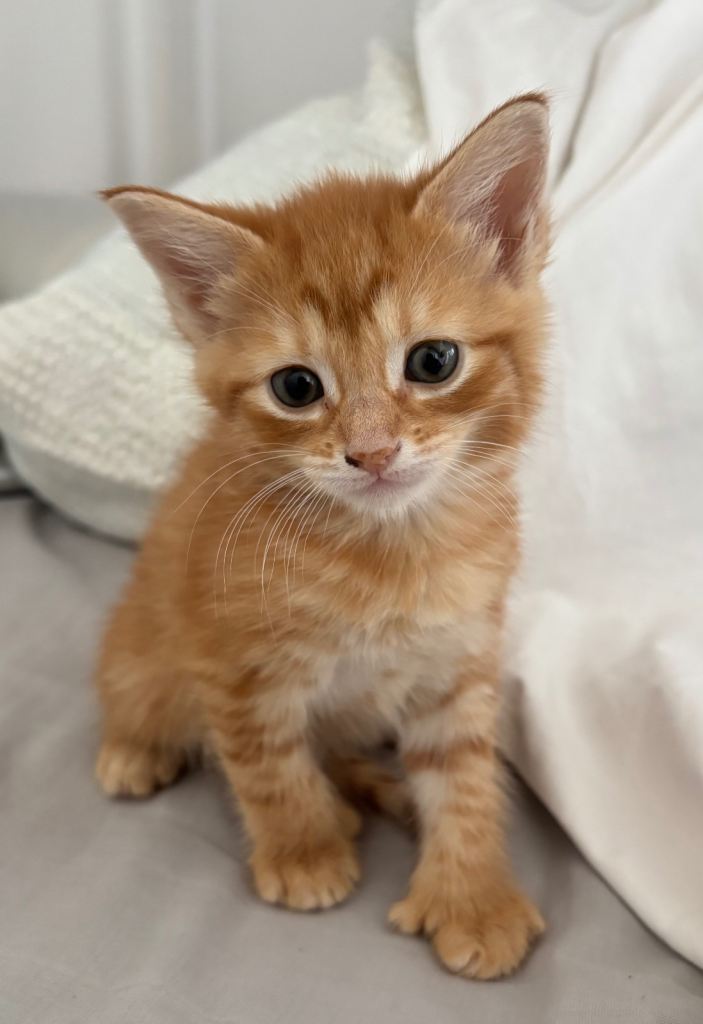 Tabby and ginger cats for sale 