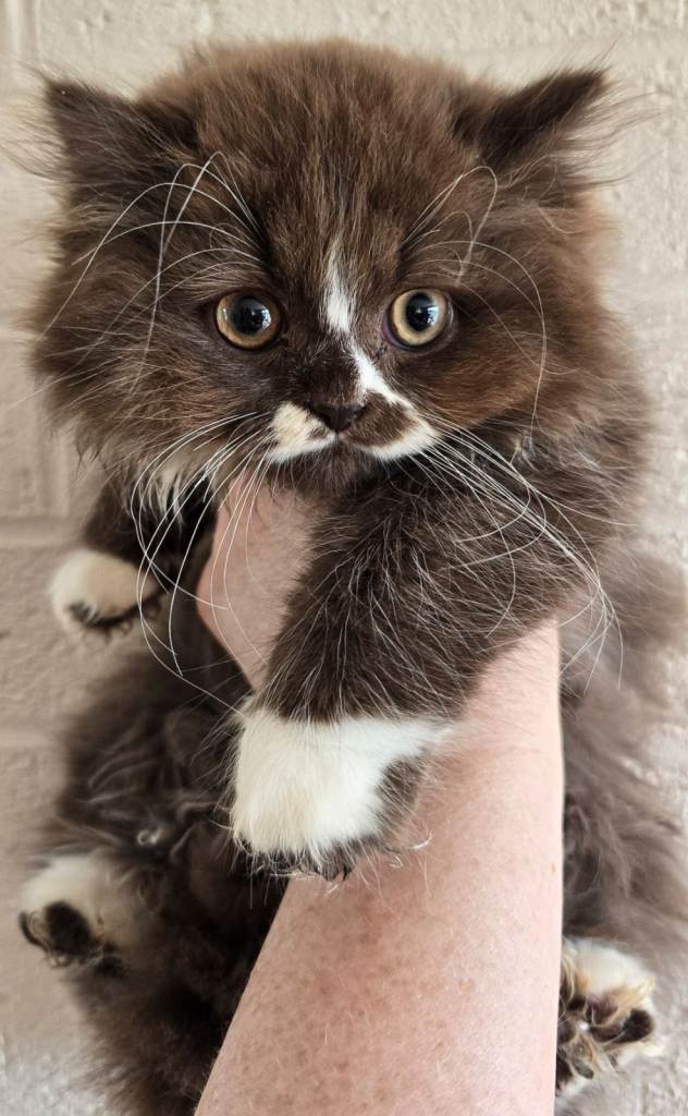 Beautiful chocolate bicolour British Longhaired kittens.