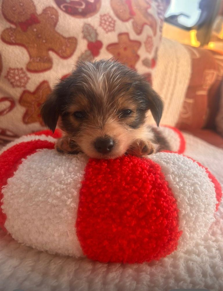 Norfolk terriers cross poodles