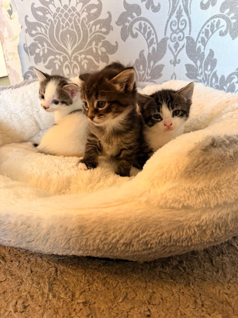 Half bengal kittens 