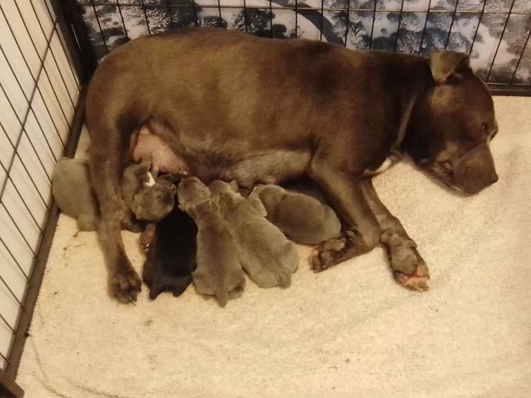 Staffordshire Bull Terrier Puppies 