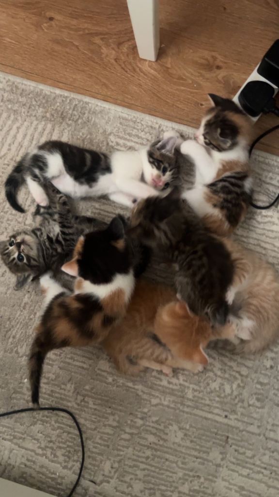 8 week old kittens £75 each