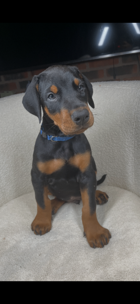 2 gorgeous Doberman puppies for sale 