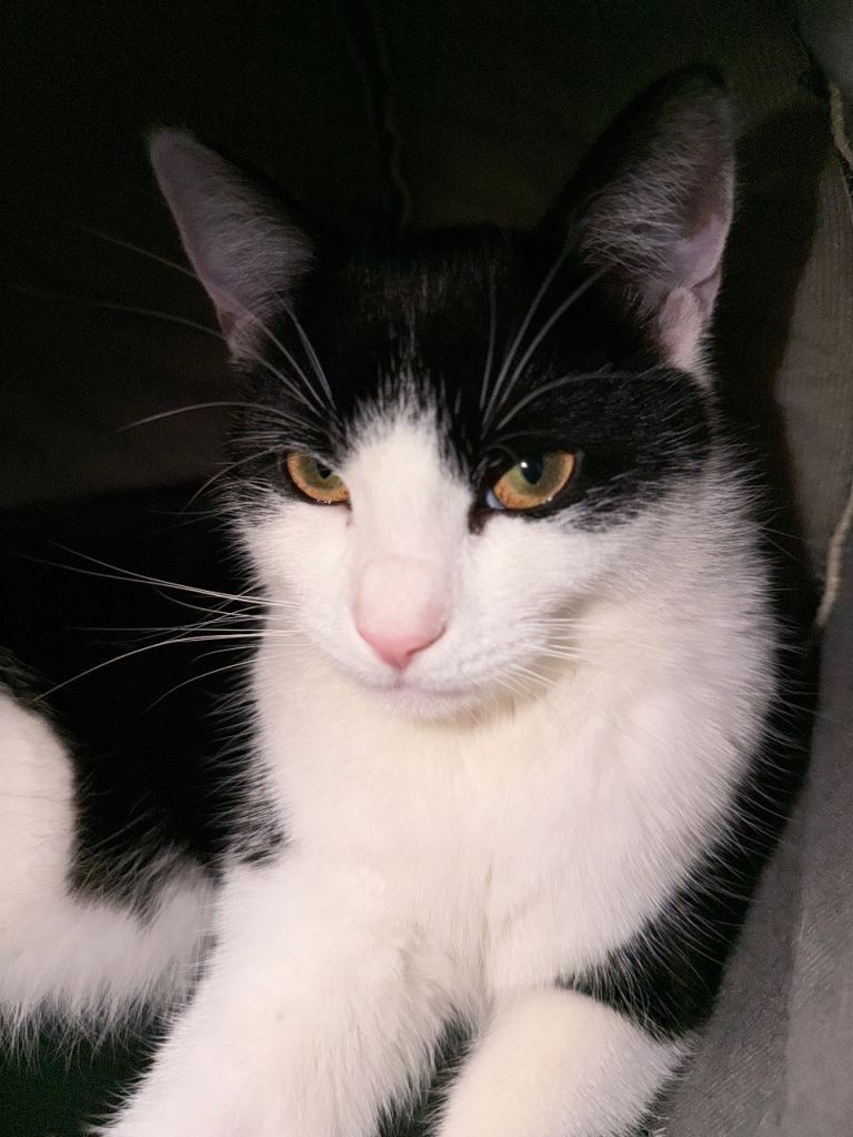 Cat- Female – 9 Months Old – £100