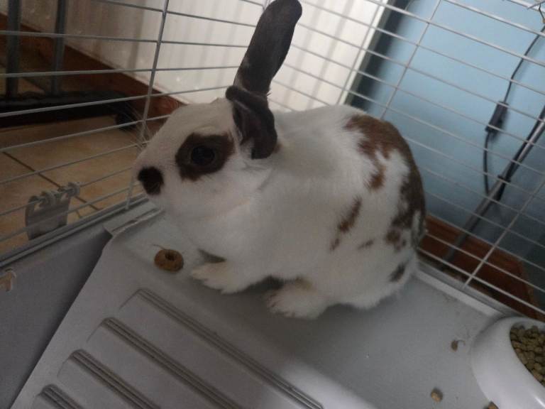 2 year old female rabbit