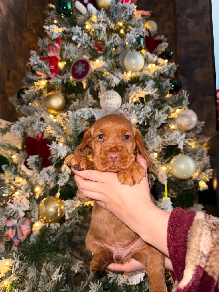 image for FOX RED COCKERDOR