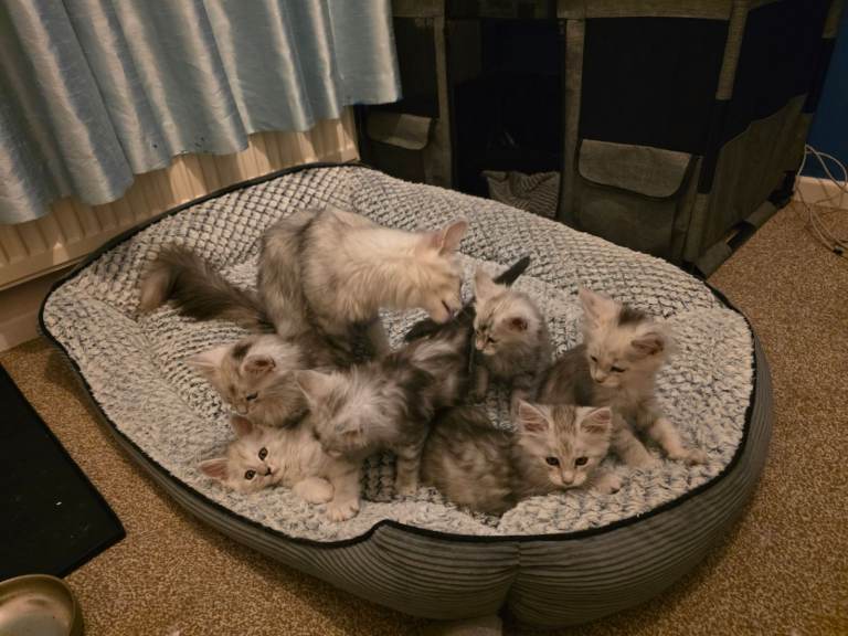 TICA registered, pedigree Maine Coon kittens, Black Silver Ticked Tabby